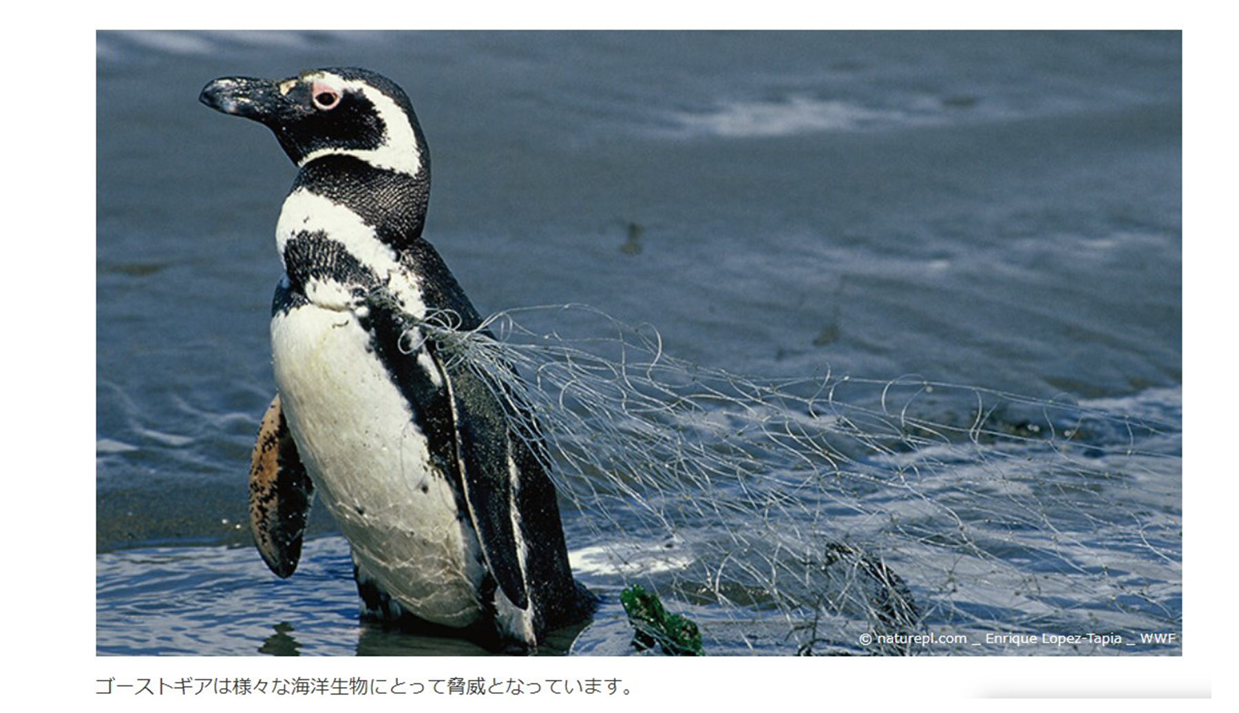 廃棄漁網に引っかかったペンギン