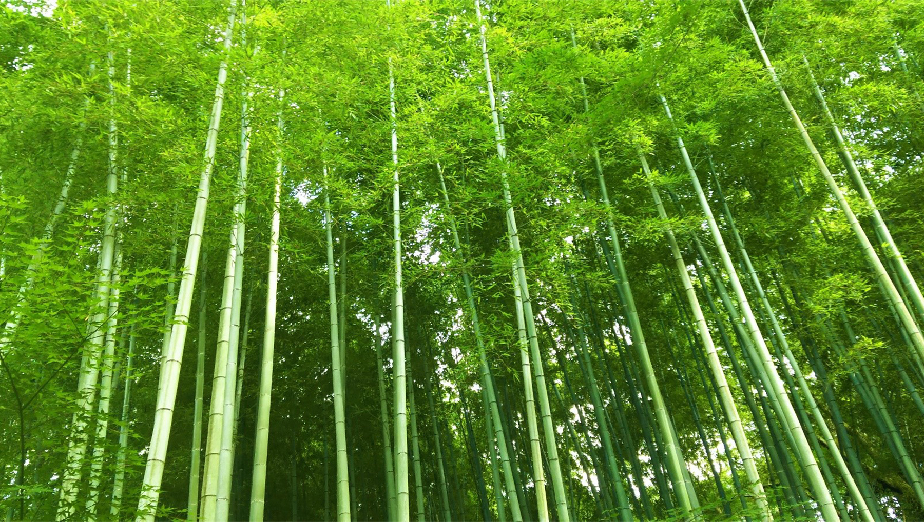 エコ素材として注目の竹